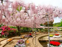 あしかがフラワーパークの写真・動画_image_1330569