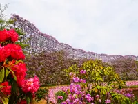 あしかがフラワーパークの写真・動画_image_1330576