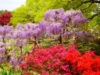 あしかがフラワーパークの写真・動画_image_1330580