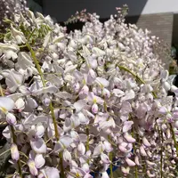 あしかがフラワーパークの写真・動画_image_1330582