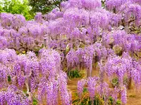 あしかがフラワーパークの写真・動画_image_1330599