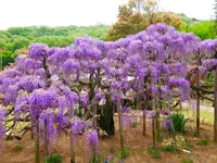 あしかがフラワーパークの写真・動画_image_1330601