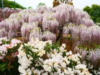 あしかがフラワーパークの写真・動画_image_1330602