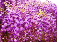 あしかがフラワーパークの写真・動画_image_1330604