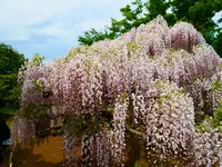 あしかがフラワーパークの写真・動画_image_1330608