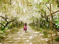 あしかがフラワーパークの写真・動画_image_1331268