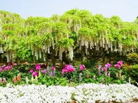 あしかがフラワーパークの写真・動画_image_1331269