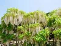 あしかがフラワーパークの写真・動画_image_1331271