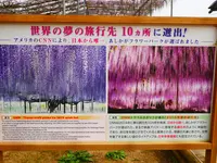 あしかがフラワーパークの写真・動画_image_1331946