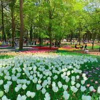 国営ひたち海浜公園の写真・動画_image_1335874