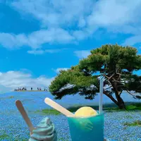 国営ひたち海浜公園の写真・動画_image_1335886