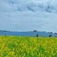 国営ひたち海浜公園の写真・動画_image_1335891