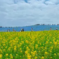 国営ひたち海浜公園の写真・動画_image_1335892
