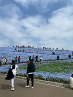 国営ひたち海浜公園の写真・動画_image_1335902