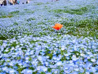 国営ひたち海浜公園の写真・動画_image_1335909