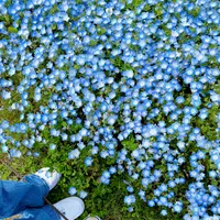 国営ひたち海浜公園の写真・動画_image_1335910