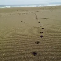 砂浜美術館の写真・動画_image_133732