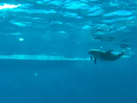 アクアワールド茨城県大洗水族館の写真・動画_image_1345149