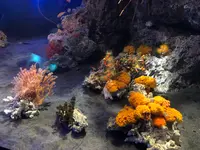 アクアワールド茨城県大洗水族館の写真・動画_image_1345151