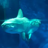 アクアワールド茨城県大洗水族館の写真・動画_image_1345153