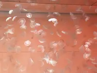 アクアワールド茨城県大洗水族館の写真・動画_image_1345154