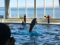 アクアワールド茨城県大洗水族館の写真・動画_image_1345156