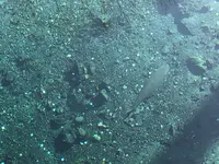 忍野八海の写真・動画_image_1349134