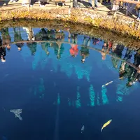 忍野八海の写真・動画_image_1349136