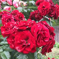 千葉市都市緑化植物園の写真・動画_image_1358684