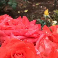 千葉市都市緑化植物園の写真・動画_image_1358686