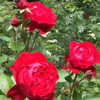 千葉市都市緑化植物園の写真・動画_image_1358687