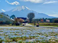 山中湖花の都公園の写真・動画_image_1359024