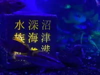 沼津港深海水族館の写真・動画_image_1359028