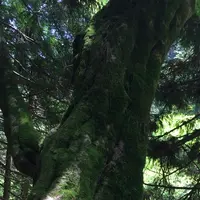 御岳山の写真・動画_image_1360746