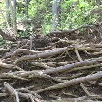 御岳山の写真・動画_image_1360748