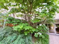 屋上広場（阪急うめだ本店）の写真・動画_image_1367992