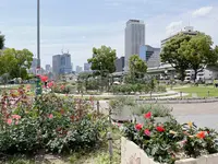 中之島バラ園の写真・動画_image_1368383