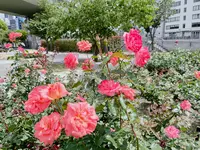 中之島バラ園の写真・動画_image_1368384