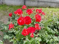 中之島バラ園の写真・動画_image_1368385