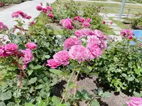 中之島バラ園の写真・動画_image_1368387