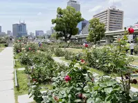 中之島バラ園の写真・動画_image_1368390