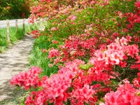 八幡ツツジ群落の写真・動画_image_1371679