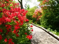 八幡ツツジ群落の写真・動画_image_1371680