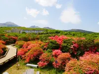 八幡ツツジ群落の写真・動画_image_1371682