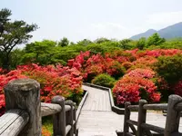 八幡ツツジ群落の写真・動画_image_1371683