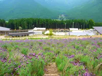 ラベンダーパーク多可の写真・動画_image_137246