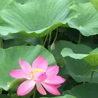 千葉公園の写真・動画_image_1376828