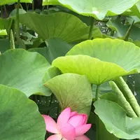 千葉公園の写真・動画_image_1376829