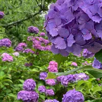 本光寺の写真・動画_image_1380321