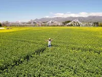 那須ハートフルファーム 菜の花畑 ひまわり畑 愛込の写真・動画_image_1380558